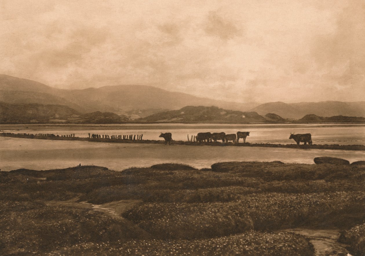 Kyyhkynen Ynyslasissa, 1902 tekijältä Unbekannt