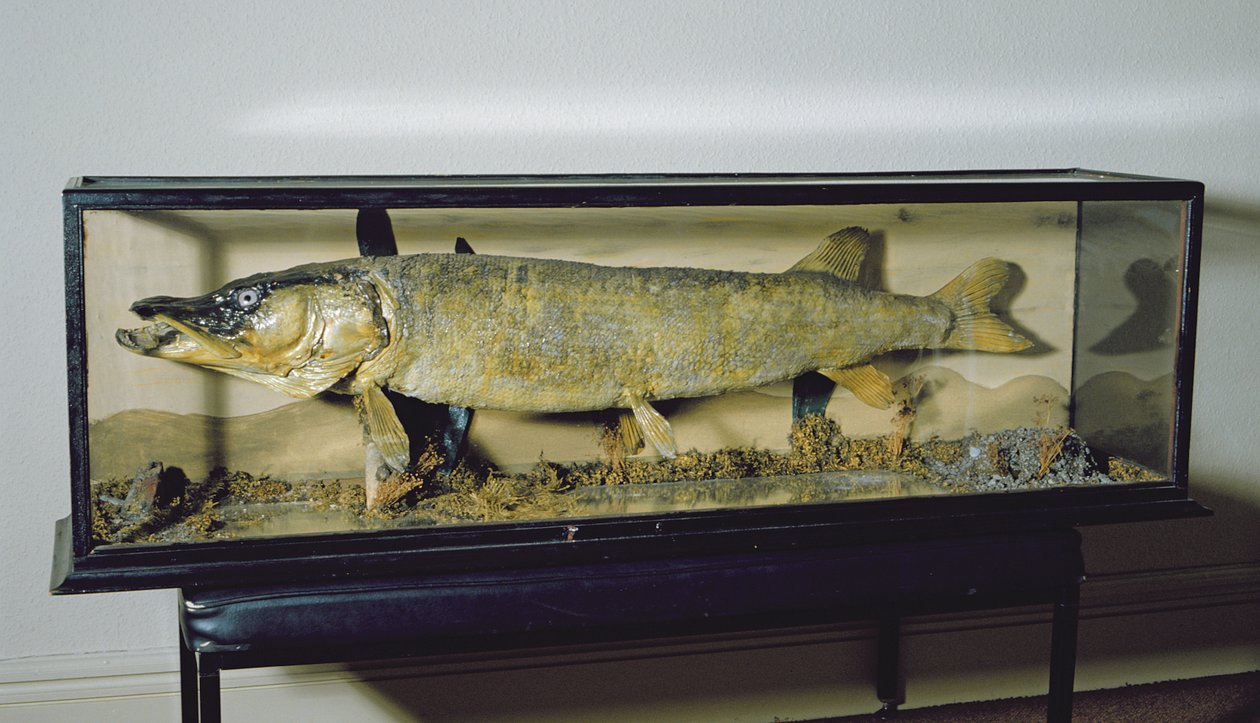 Dowdeswell Pike, pituus 135cm tekijältä Unbekannt
