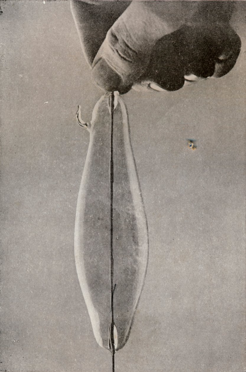 Ensimmäinen hehkulamppu, c1916 tekijältä Unbekannt