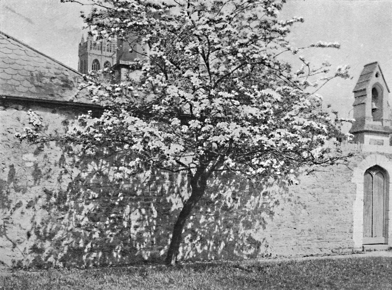 Glastonbury Thorn, 1902 tekijältä Unbekannt
