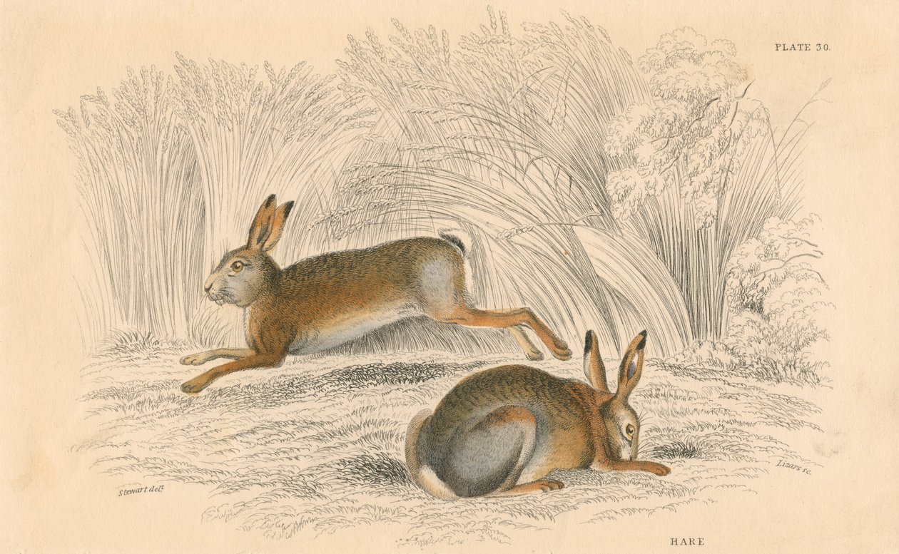 Jänis Lepus europaeus, 1828 tekijältä Unbekannt