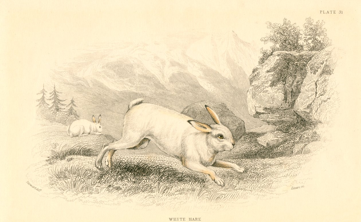 Jänis Lepus europaeus, 1828 tekijältä Unbekannt