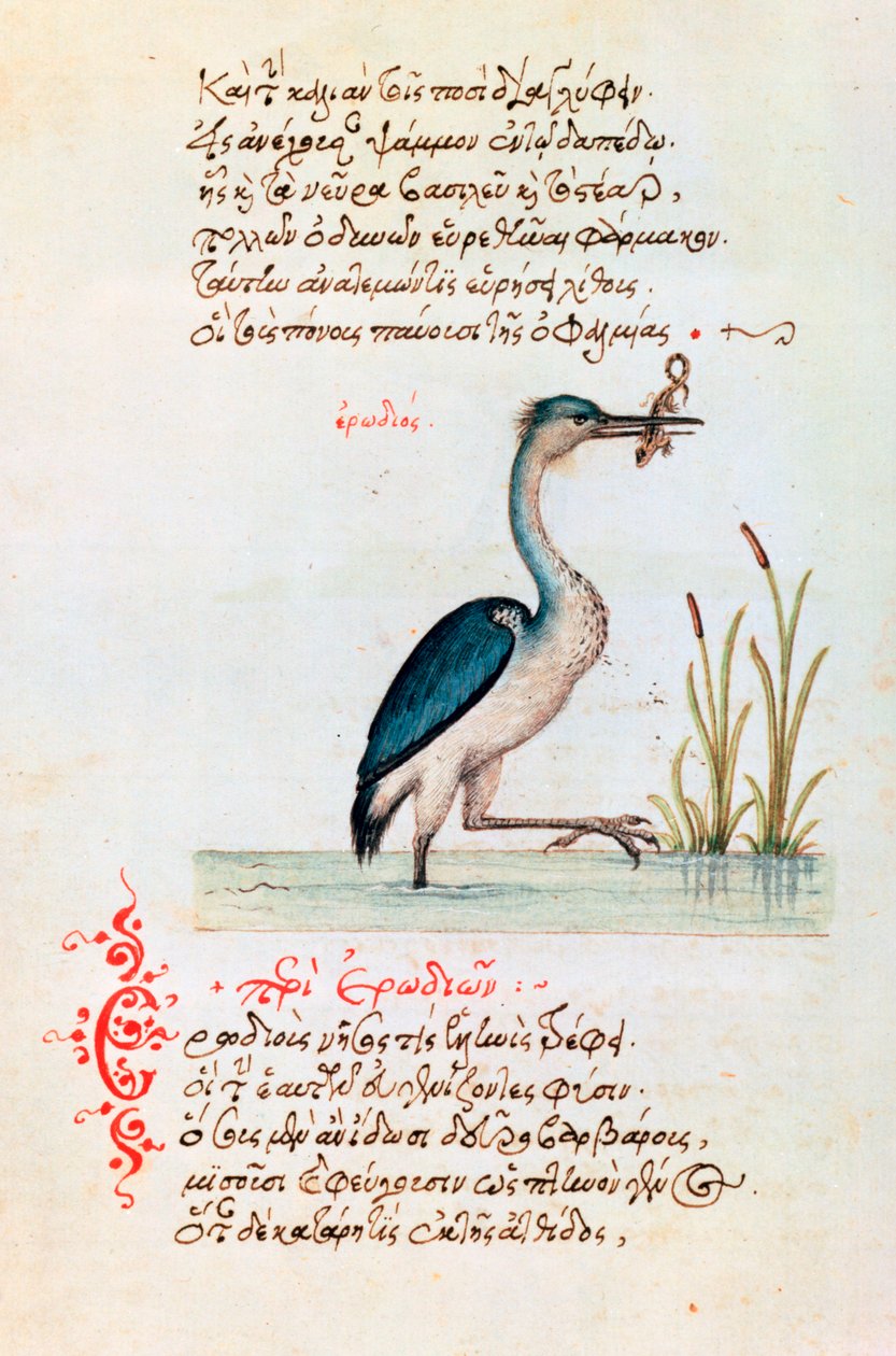 Heron, 1564 tekijältä Unbekannt