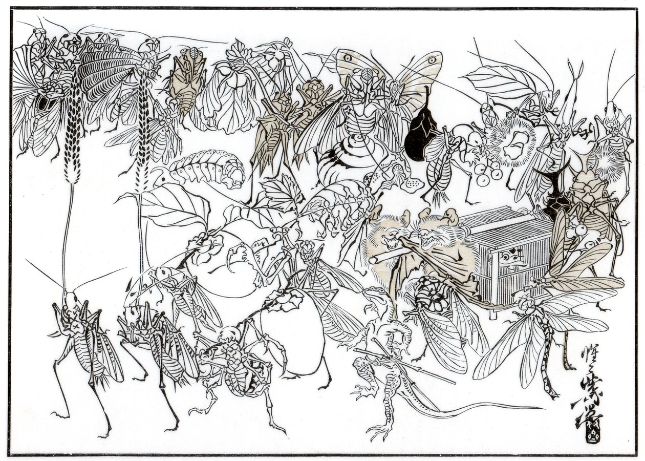 The Insect Daimio Cortege, 1878 1886 tekijältä Unbekannt