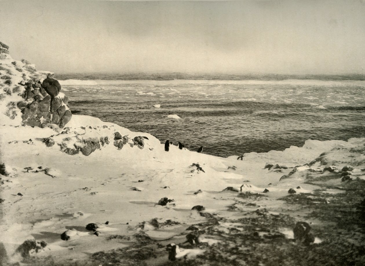Viimeiset pingviinit juuri ennen muuttoaan maaliskuussa 1908, 1909. tekijältä Unbekannt