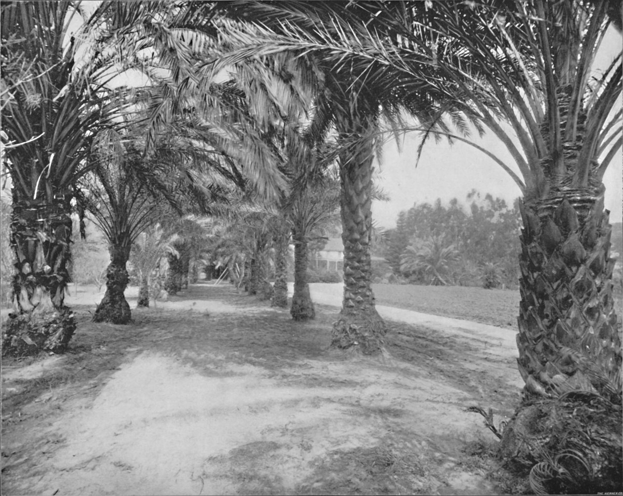 Glenannien palmut, Florida, 1800-luku tekijältä Unbekannt