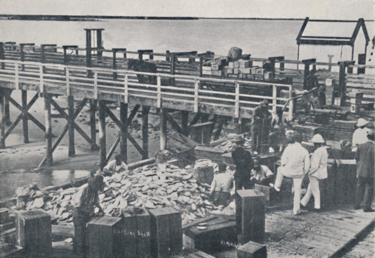 The Pearl Fishing Industry - Packing Shell, 1923. tekijältä Unbekannt
