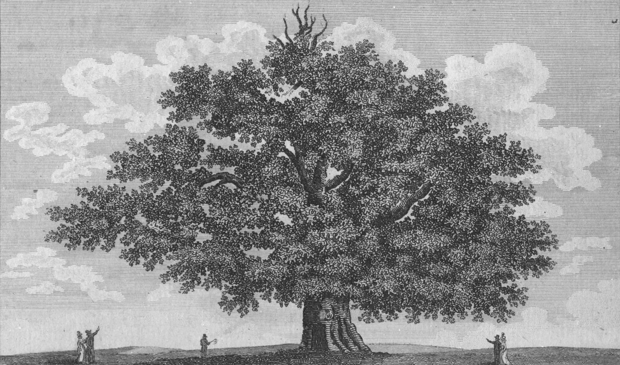 Penshurstin tammi, 1794 tekijältä Unbekannt