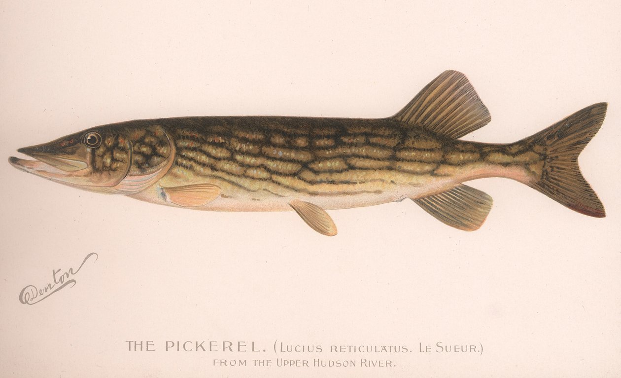 Pickerel Lucius Reticulatus. Le Sueur, noin 1920-luku tekijältä Unbekannt