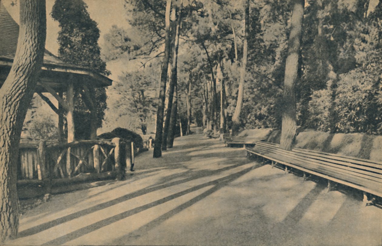 Pine Walk, 1929 tekijältä Unbekannt