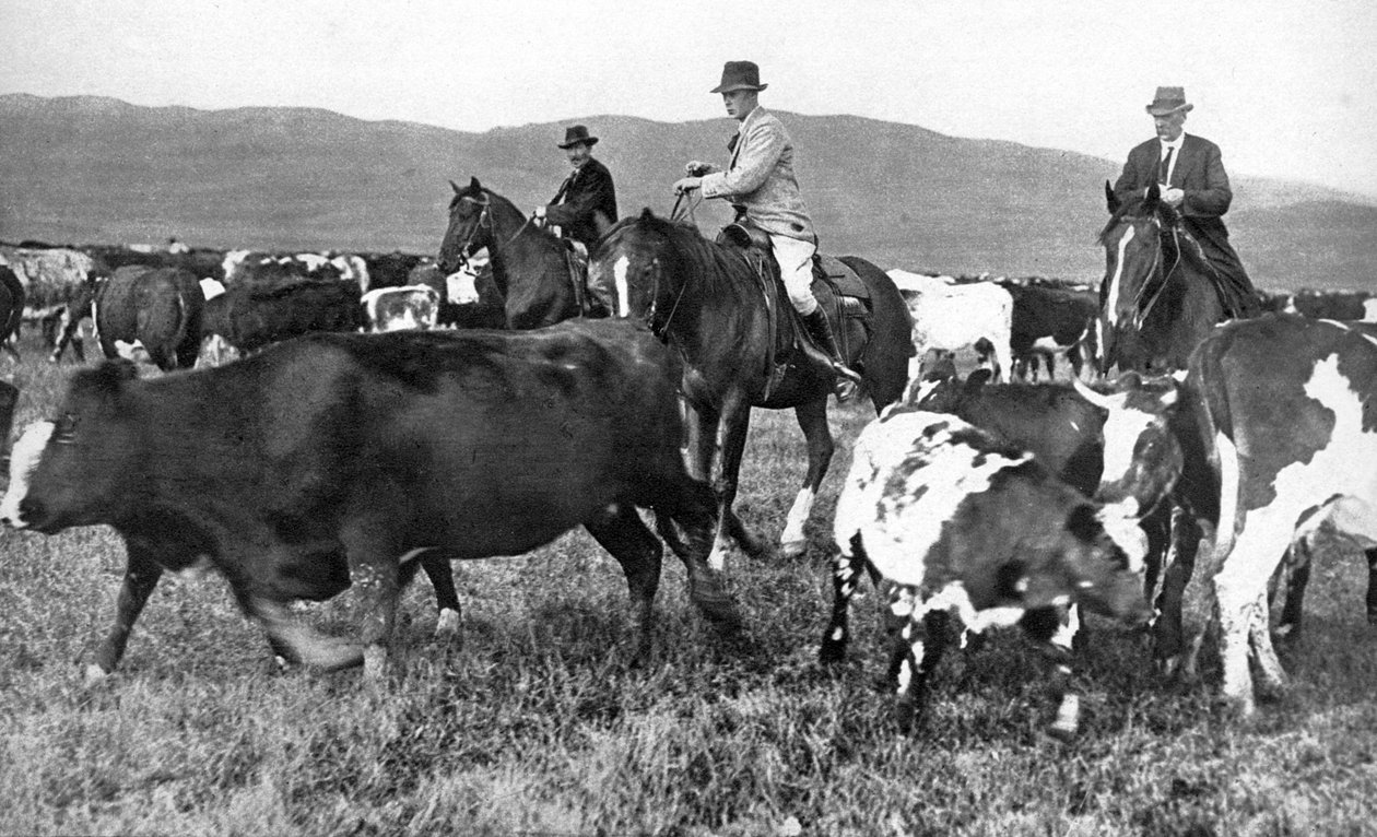 Walesin prinssi kerää karjaa Albertassa, Kanadassa, 1930-luku tekijältä Unbekannt