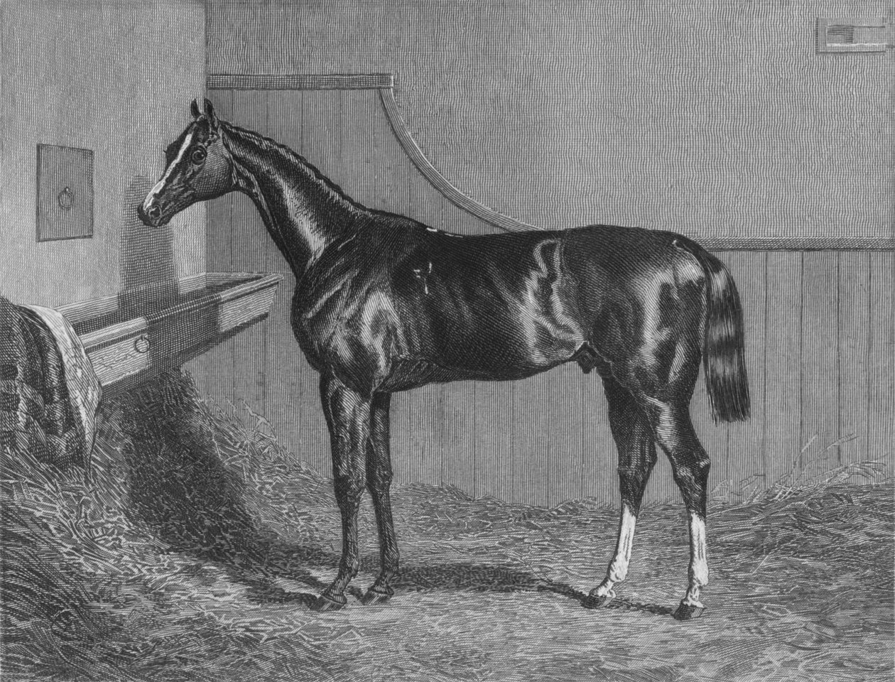 Rt. Hon. Earl of Lichfields Elis. St. Leger -kilpailun voittaja 1836, 1911 tekijältä Unbekannt