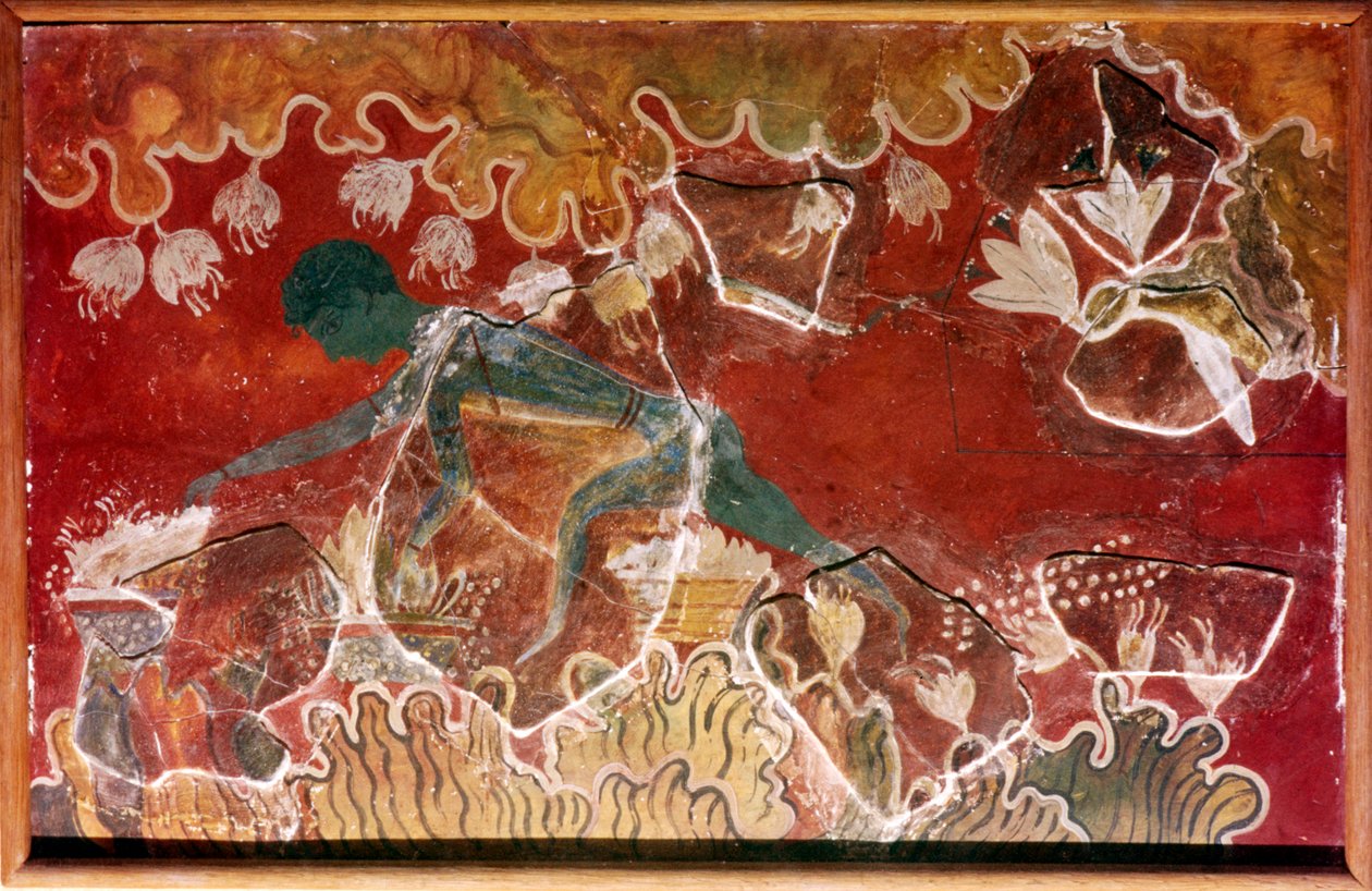 Saffron-Gatherer-fresco Minoan Royal Palacesta, Knossoksesta, Kreetalta. c15-luvulla eaa tekijältä Unbekannt