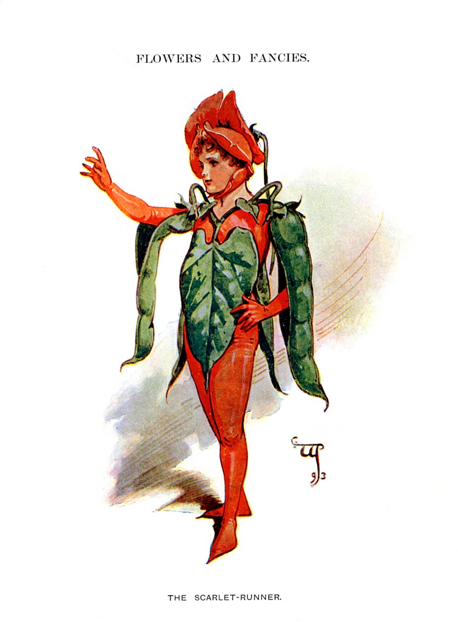 The Scarlet Runner, 1899 tekijältä Unbekannt