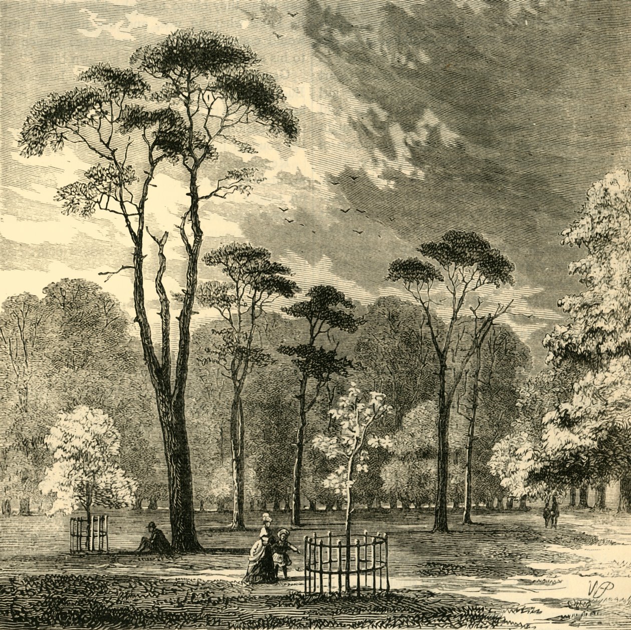 Scotch Firs, Kensington Gardens, 1876. tekijältä Unbekannt