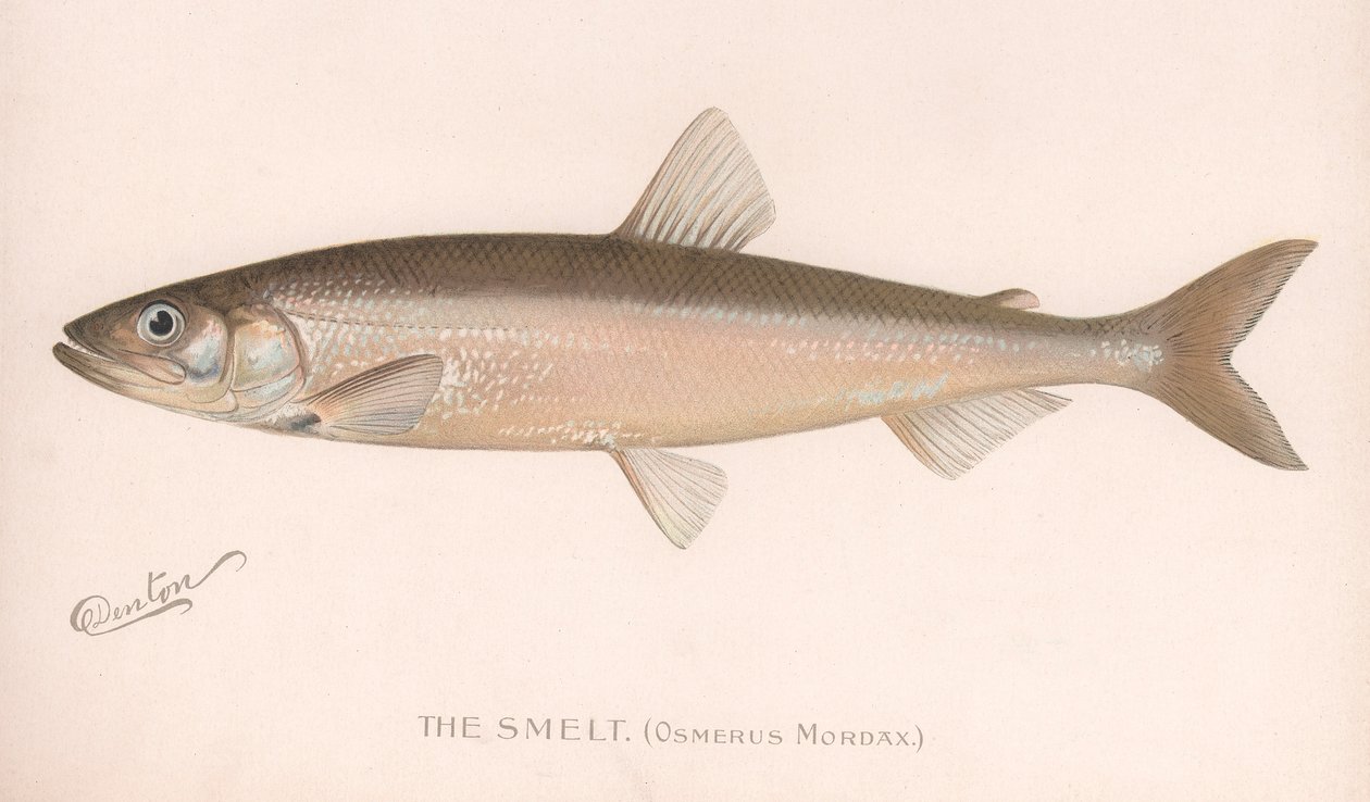 Smeet Osmerus Mordax, noin 1920-luku tekijältä Unbekannt