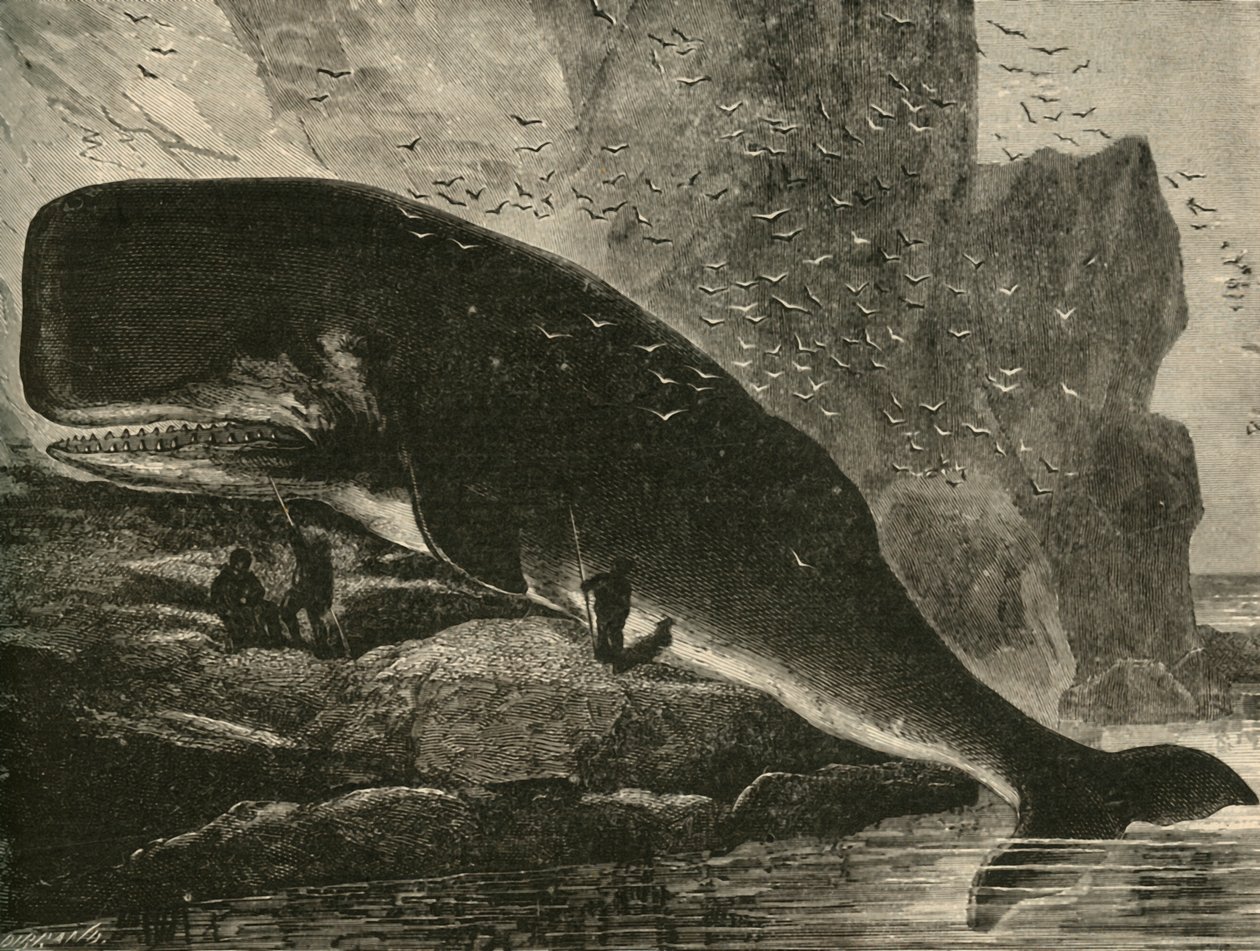 Kaskelovalas, 1882. tekijältä Unbekannt