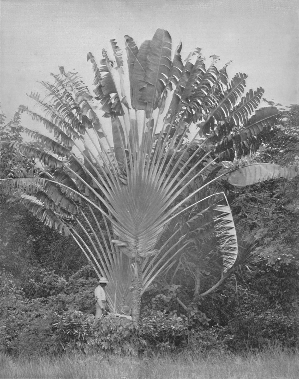 Travellers Palm, 1800-luku tekijältä Unbekannt