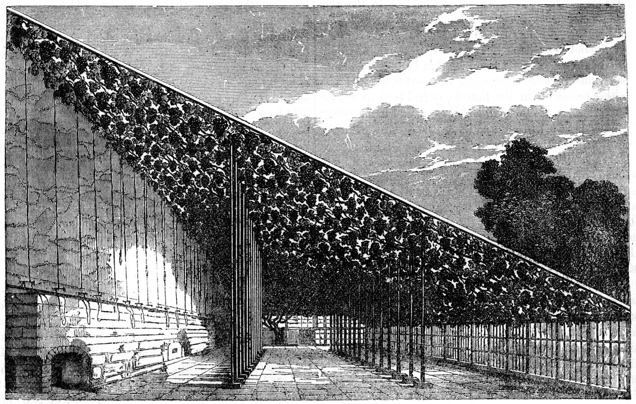 Viinitila Hampton Courtissa, 1800-luku tekijältä Unbekannt