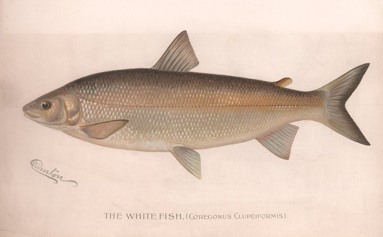 Valkokala Coregonus Clupeiformis, noin 1920-luku tekijältä Unbekannt