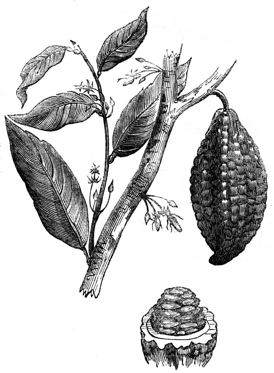 Suklaapähkinäpuu, 1886 tekijältä Unbekannt