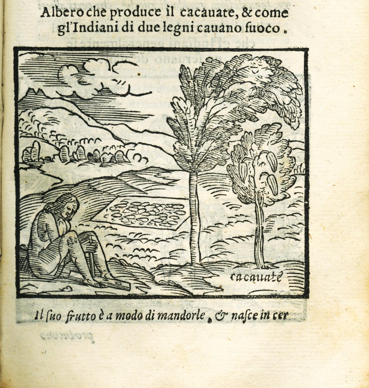 Kaakaopuu. Historia del Mondo Nuovo, Girolamo Benzoni, 1563. tekijältä Unbekannt