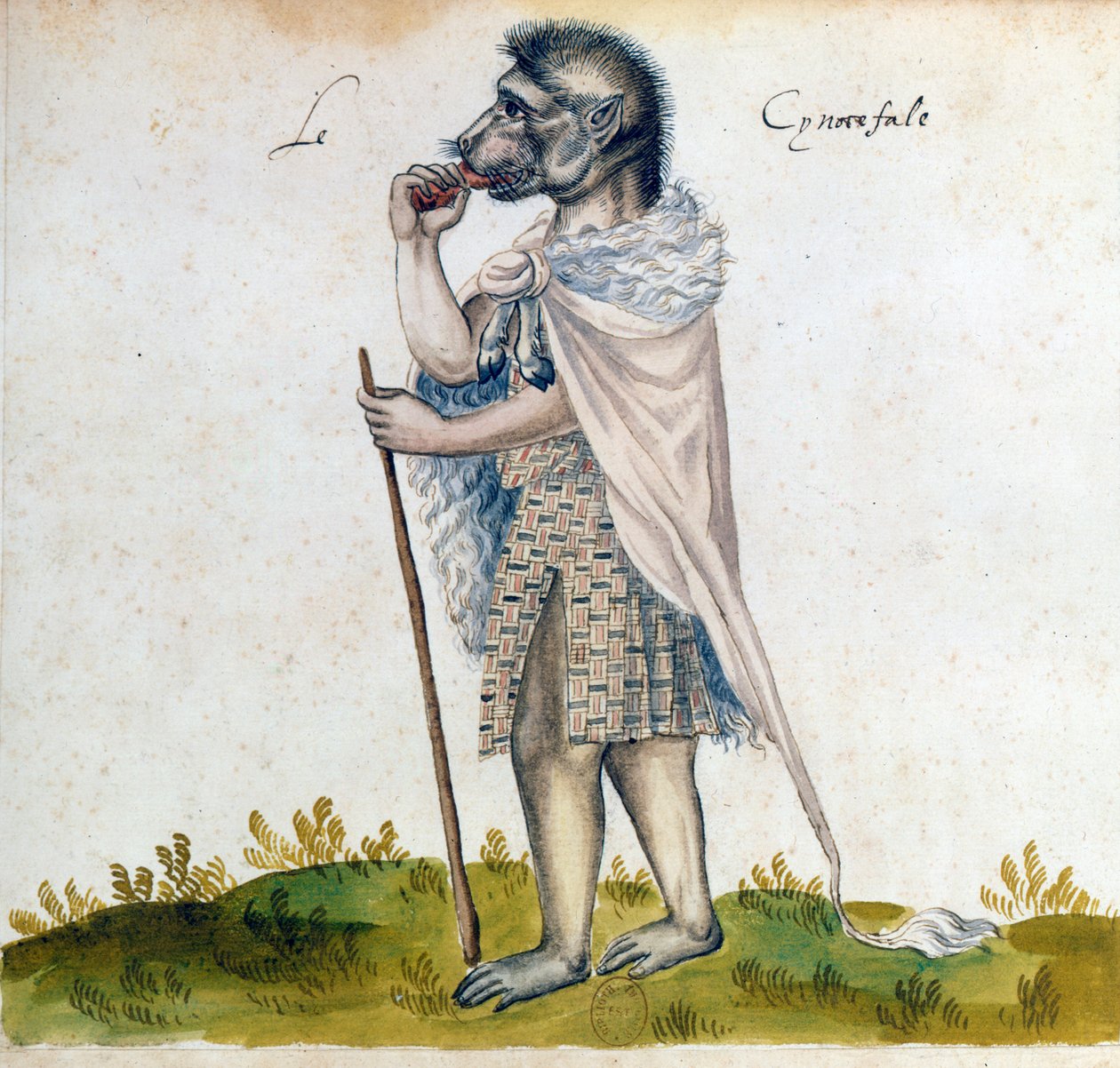 Kynokefalus, 1400-luku tekijältä Unbekannt