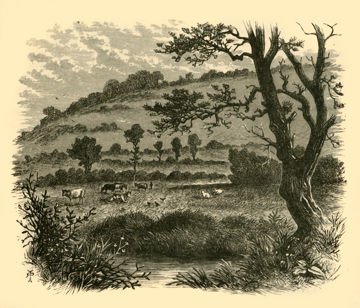 Thistledon, 1898. tekijältä Unbekannt