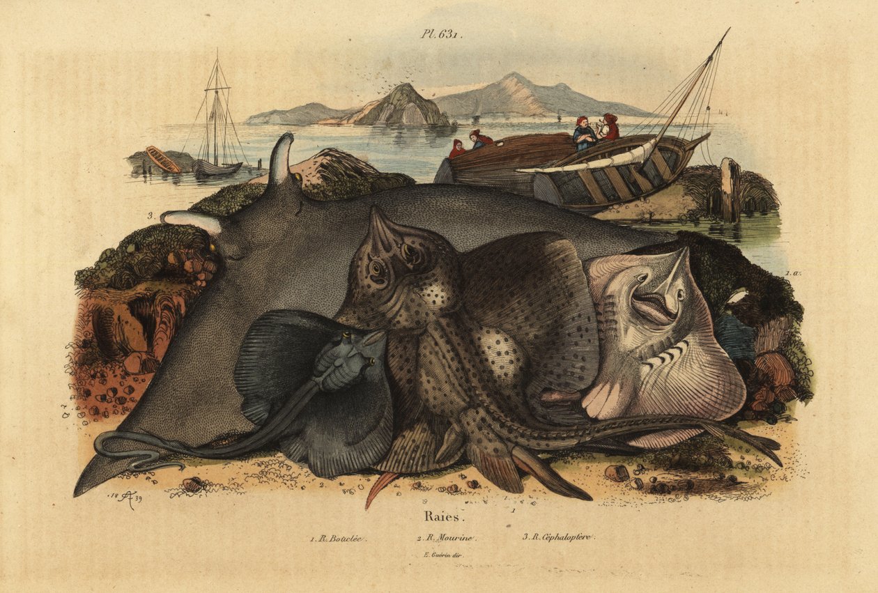 piikkirausku, Raja clavata 1, lusitanian cownose rausku, Rhinoptera marginata 2 ja jättiläisrausku, Mobula mobular 3, uhanalaisia tekijältä Unbekannt