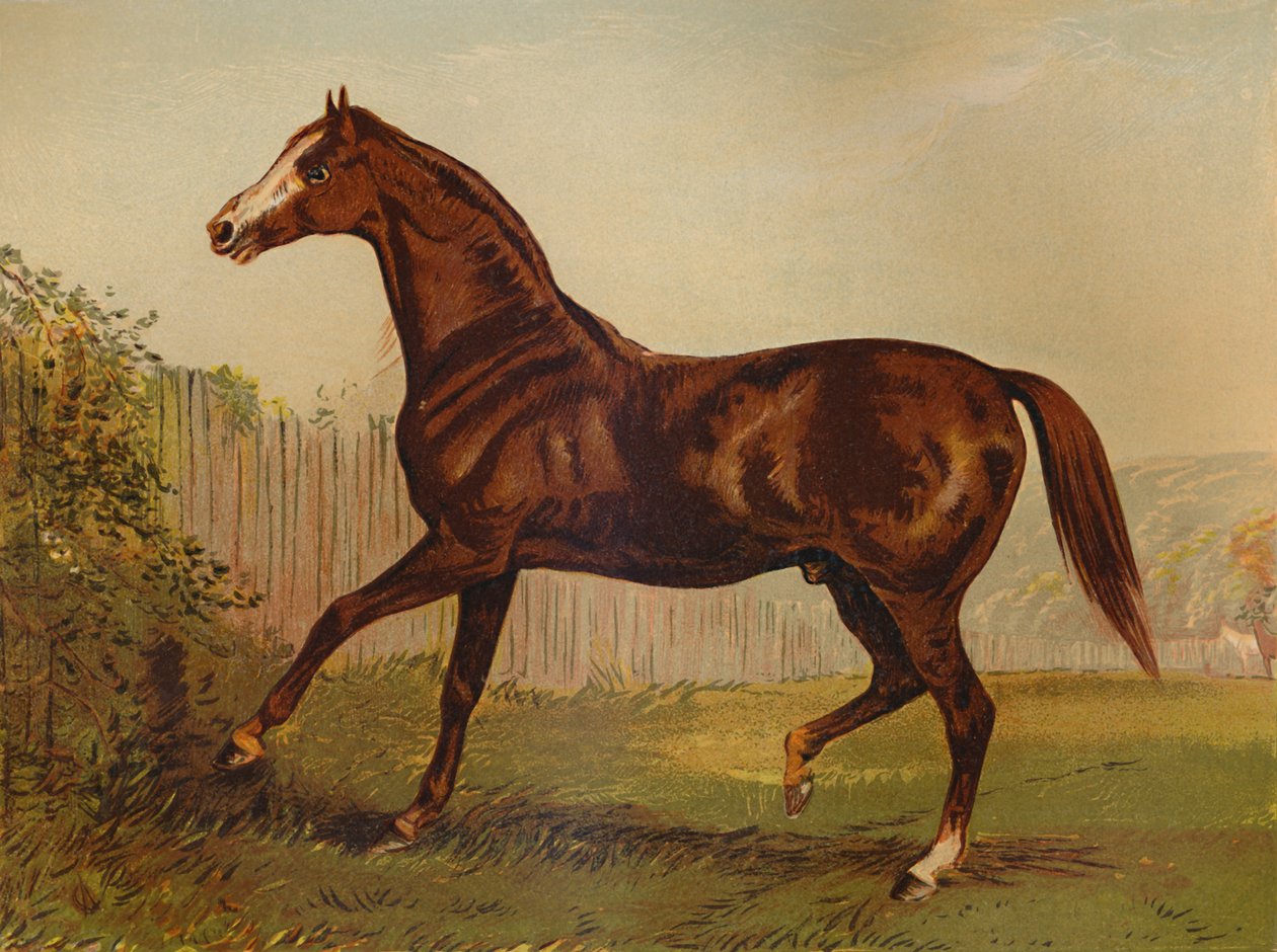 Täysverinen isä Blair Athol, voittaja Derby & St Leger 1864, c1879. tekijältä Unbekannt