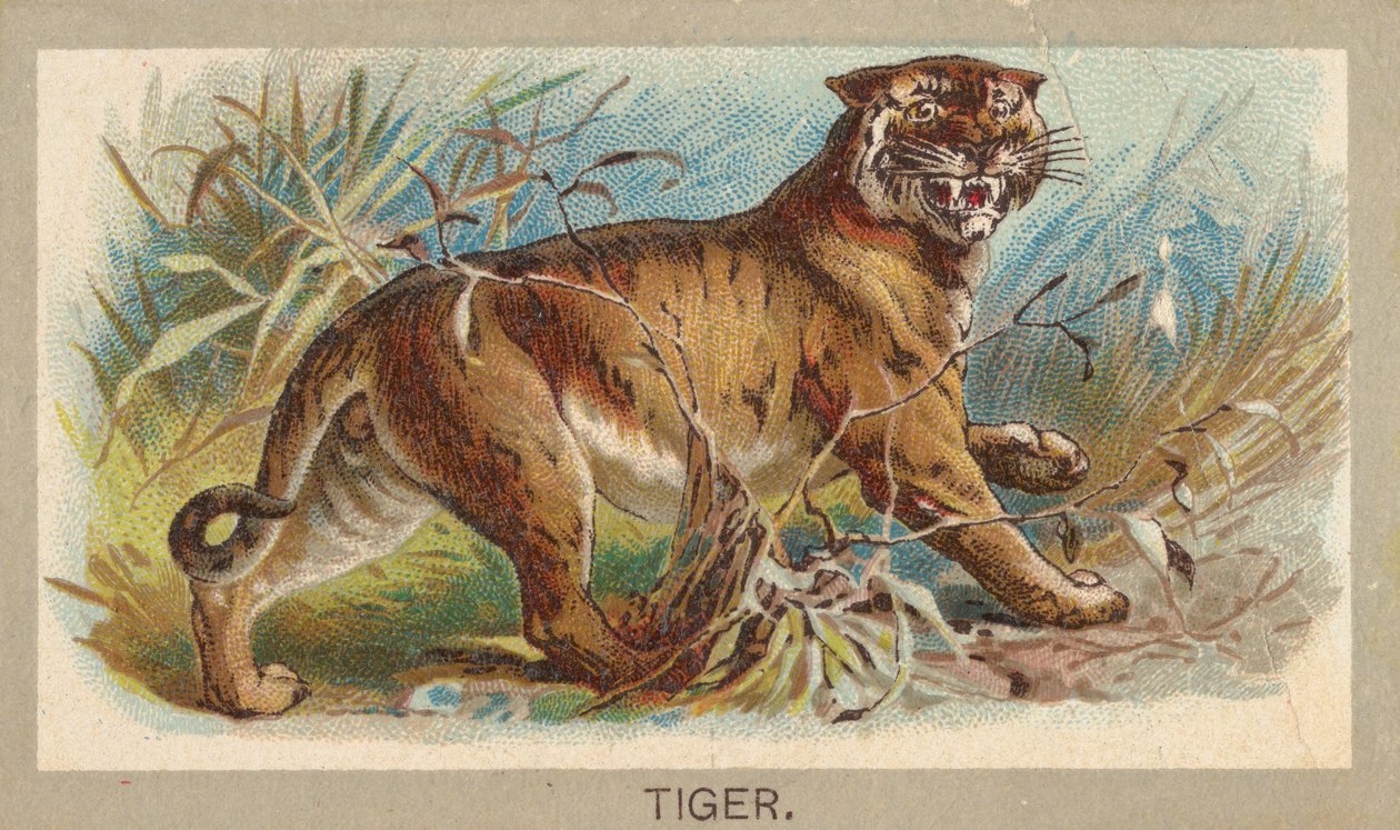 Tiger, Animals of the World -sarjasta T180, Abdul Cigarettes, 1881. tekijältä Unbekannt
