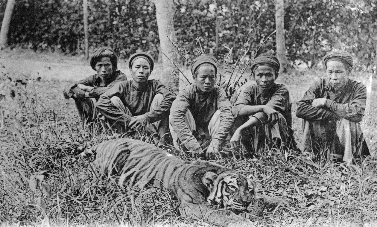 Tiikerinmetsästäjät, Tonkin, Vietnam, 1900-luku tekijältä Unbekannt