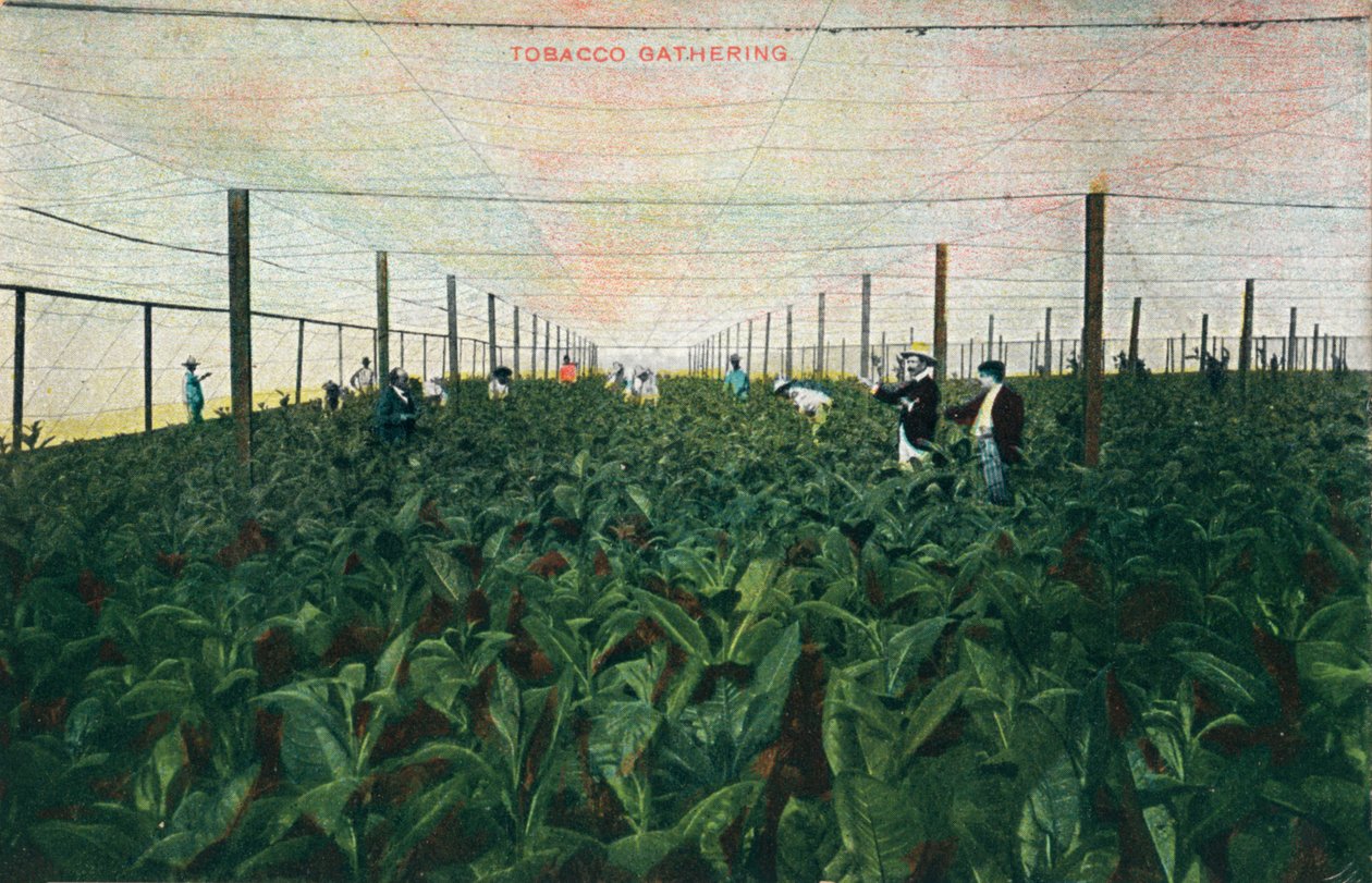 Tobacco Gathering, 1900 tekijältä Unbekannt