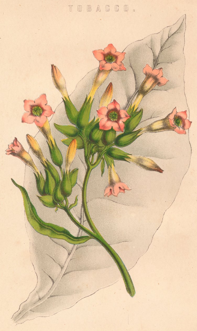 Tupakka, 1800-luku tekijältä Unbekannt