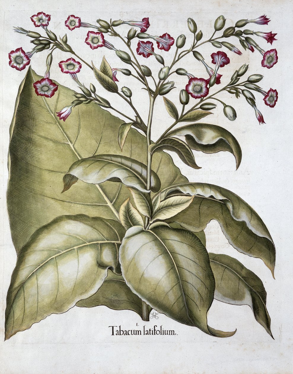 Tupakkakasvi, 1613 tekijältä Unbekannt