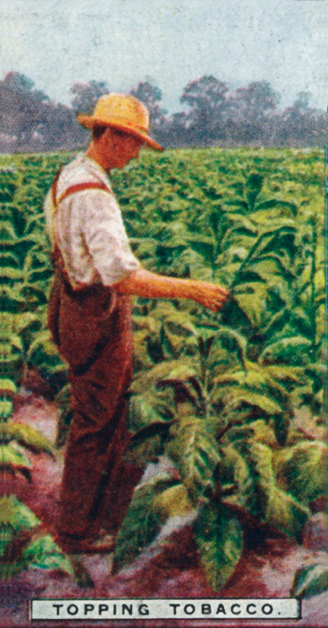 Topping Tobacco, 1926 tekijältä Unbekannt