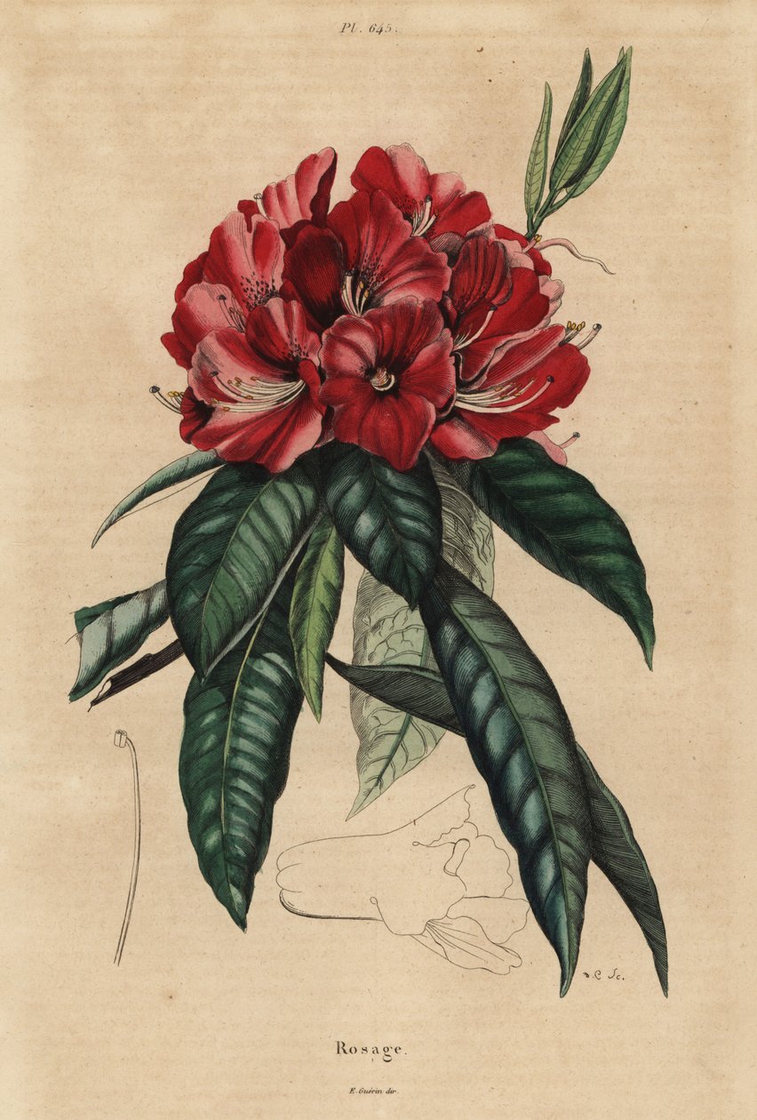 Puu rododendron, Rhododendron arboreum tekijältä Unbekannt