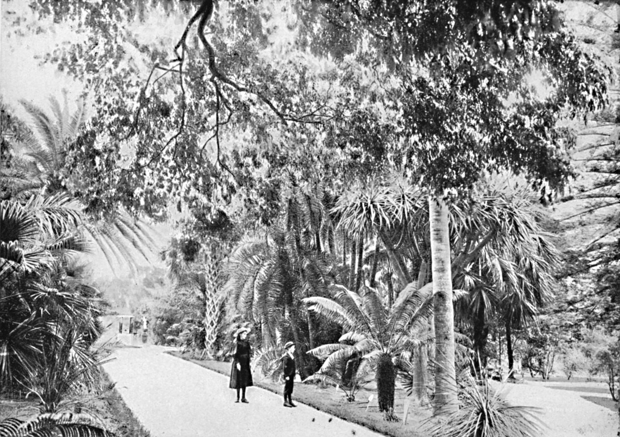 Trooppisia palmuja ja saniaisia kasvitieteellisessä puutarhassa, c1900. tekijältä Unbekannt
