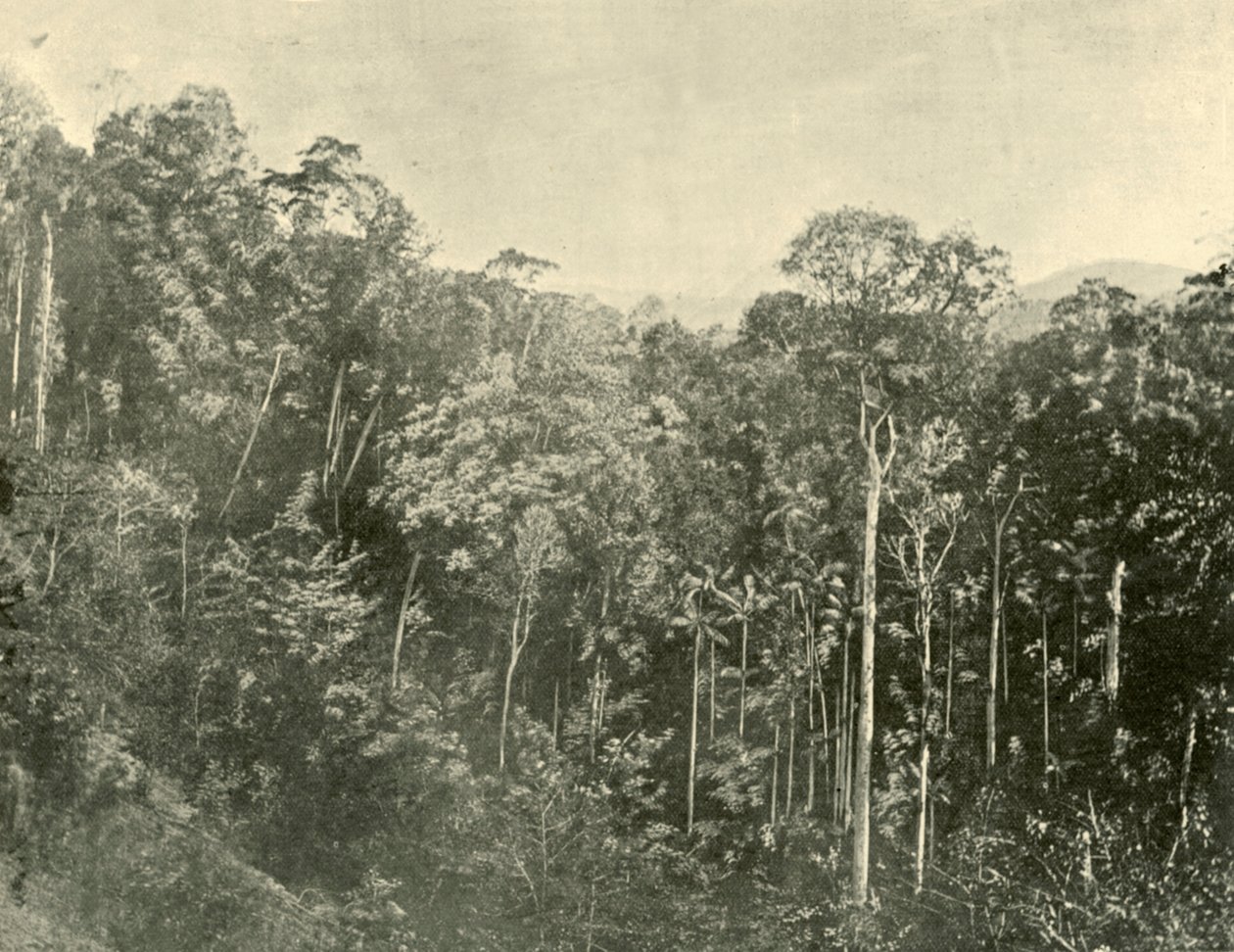 Tropical Scrubs, Blackall Range, Queensland, 1901. tekijältä Unbekannt