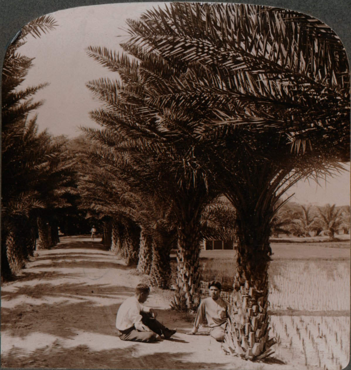 Trooppinen kauneus taatelipalmujen varrella, Moanalua lähellä Honolulua, H. Is. c1900 tekijältä Unbekannt