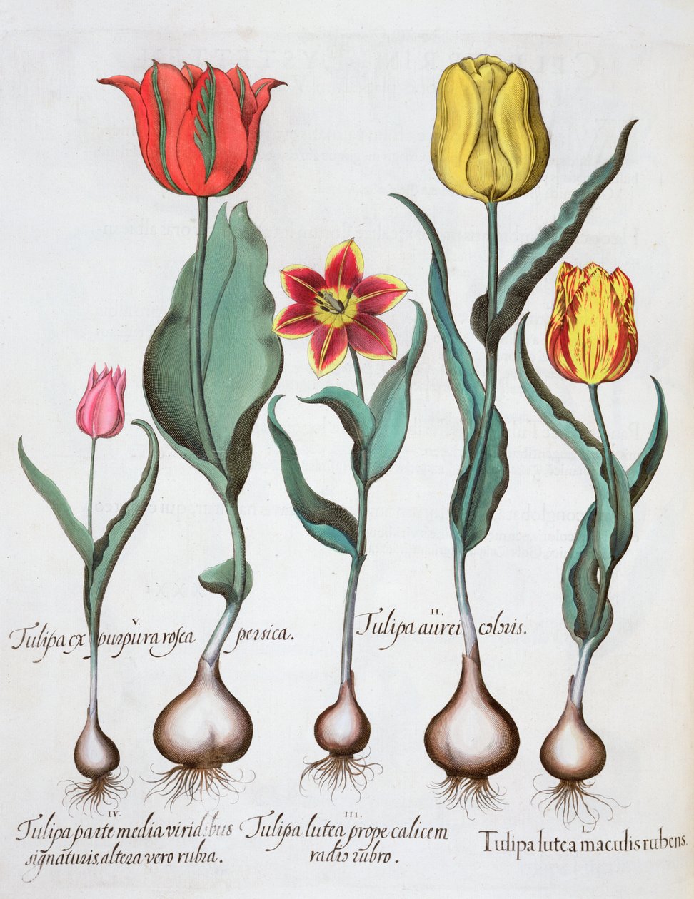 Tulppaanit, 1613 tekijältä Unbekannt