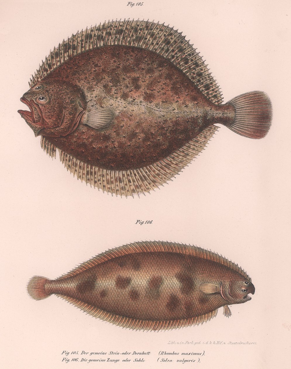 Piikkikampela, Rhombus maximus, solea vulgaris, noin 1850-luku tekijältä Unbekannt