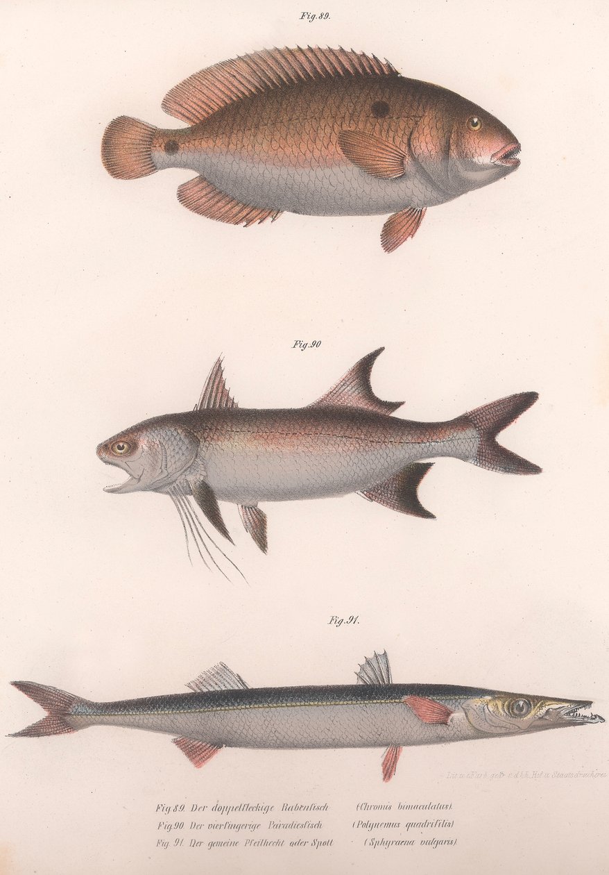 Kaksipisteinen Bimaculatus, afrikkalainen punaevät, tavallinen barracuda, noin 1850-luku tekijältä Unbekannt