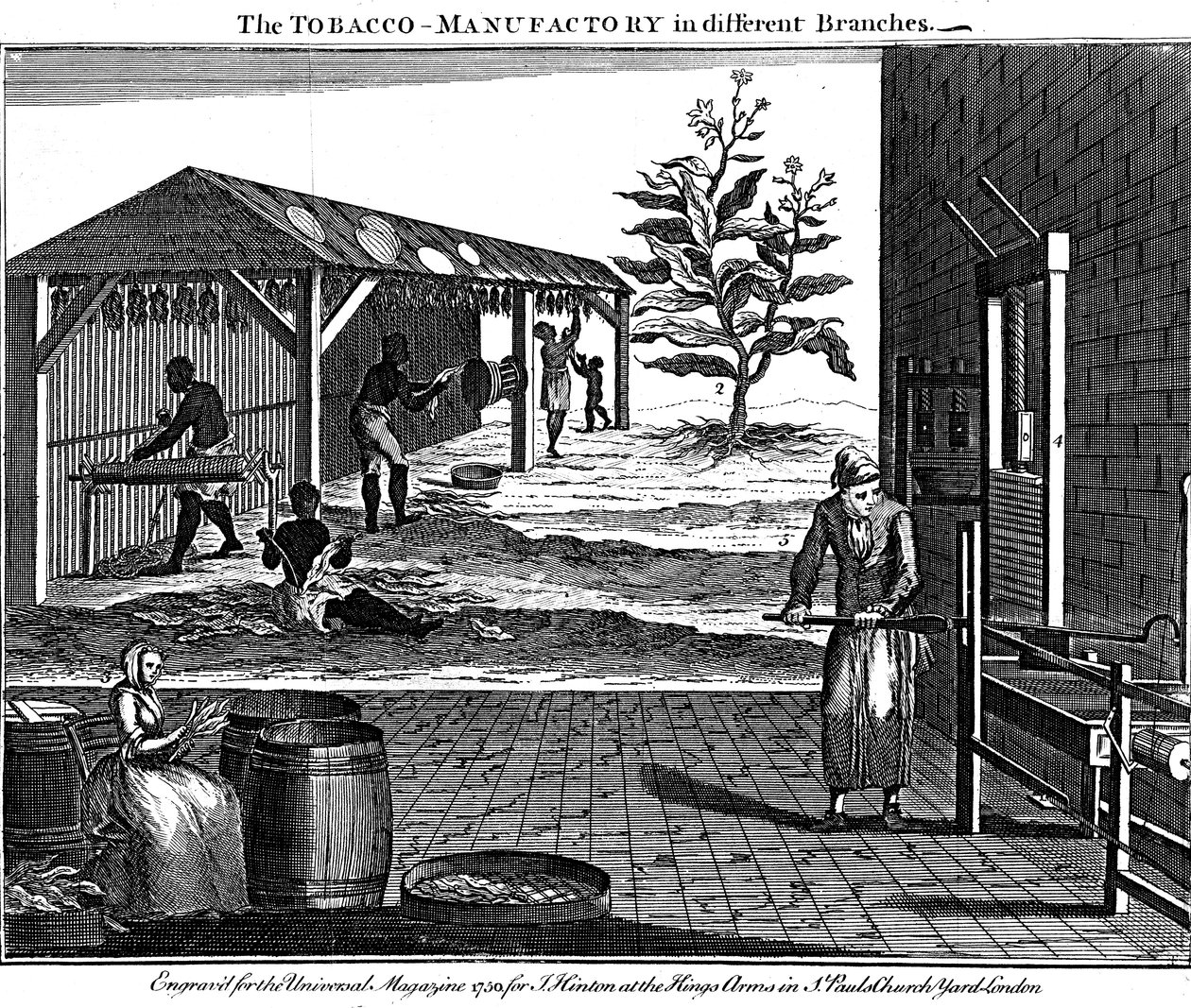 Tupakan tuotannon eri vaiheet, Virginia, USA, 1750 tekijältä Unbekannt