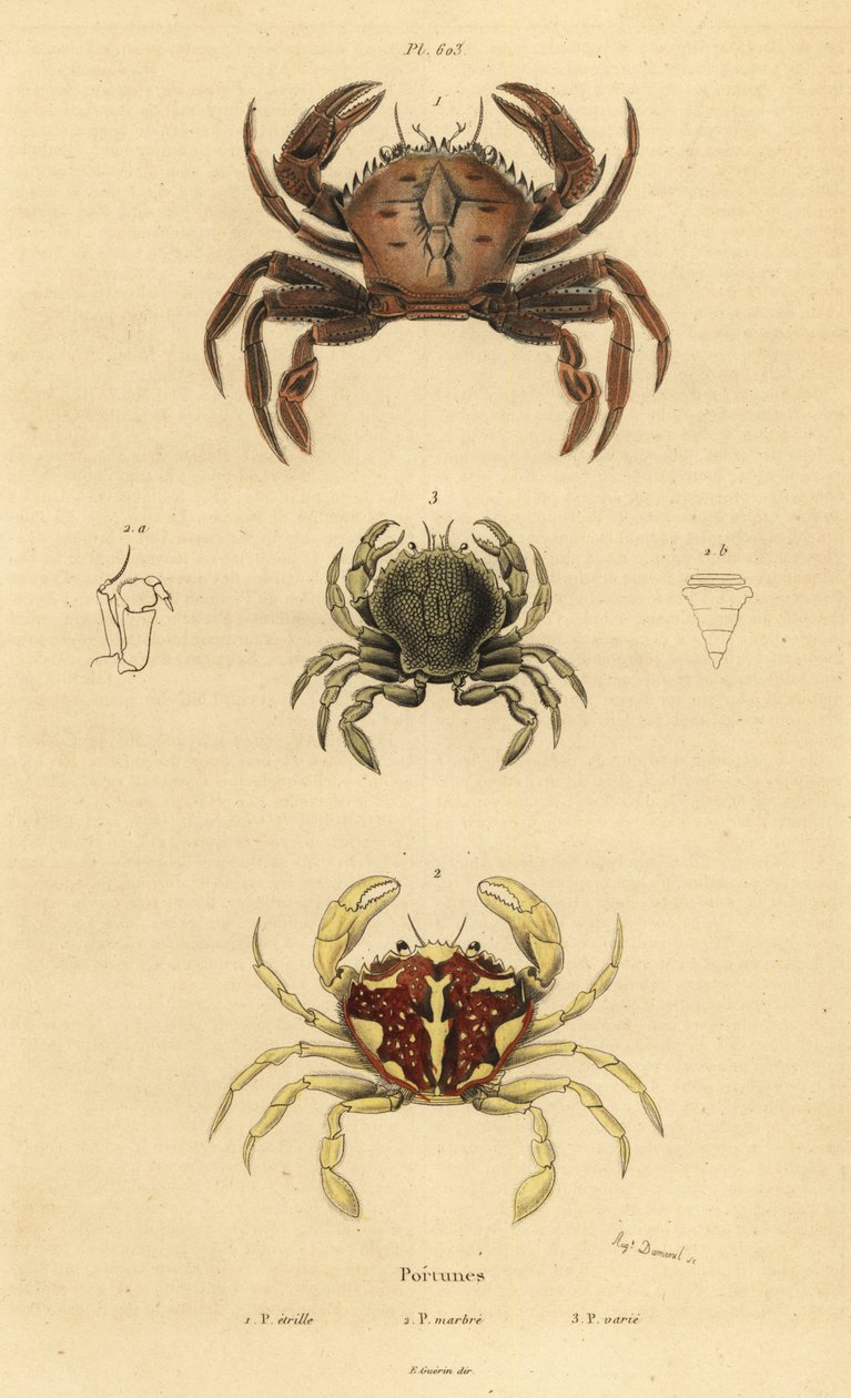 Velvet-rapu, Necora puber 1, marmoroitu uimarapu, Liocarcinus marmoreus 2 ja Pennant