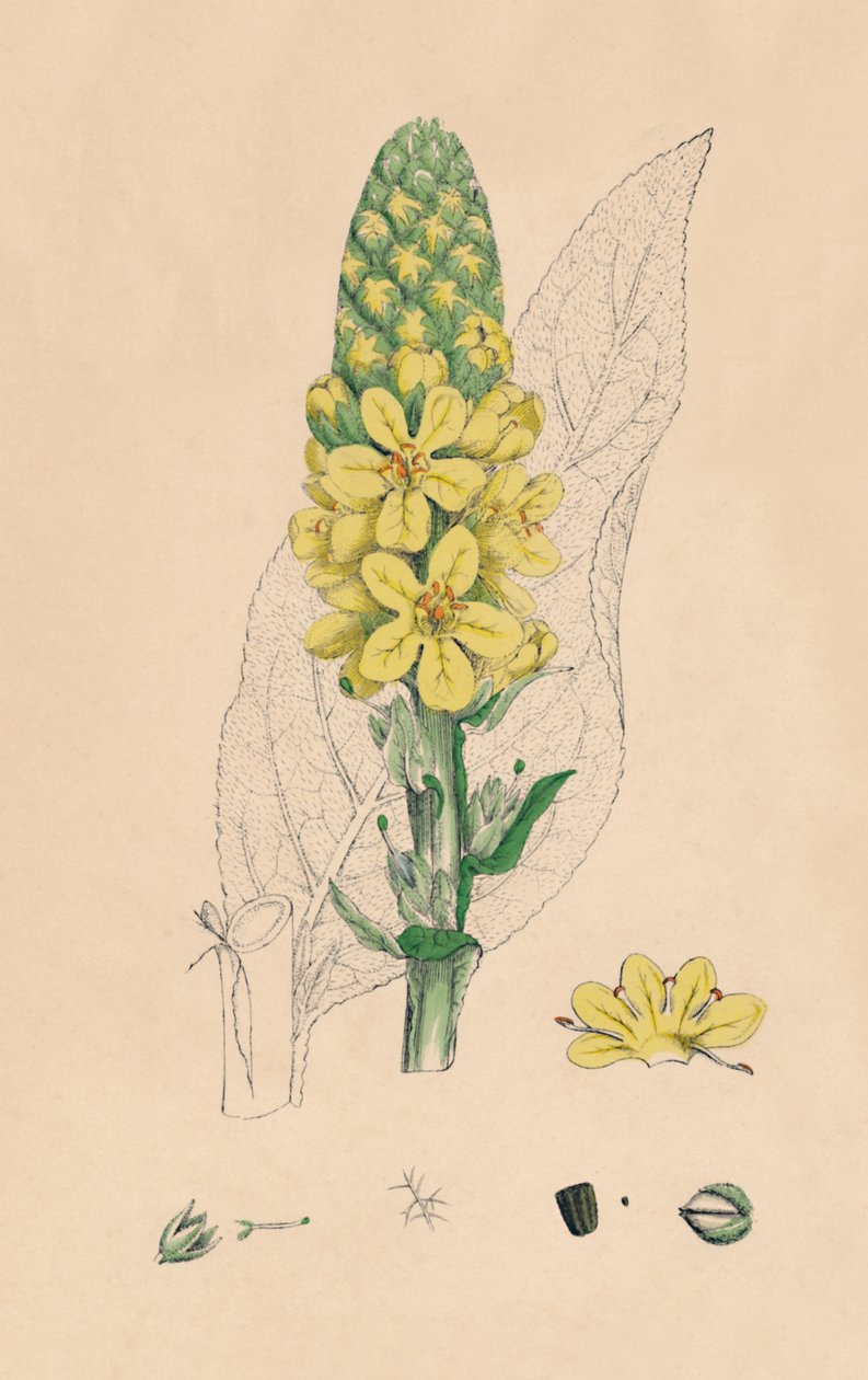 Verbascum Thapsus. Suuri Mullein, 1800-luku tekijältä Unbekannt