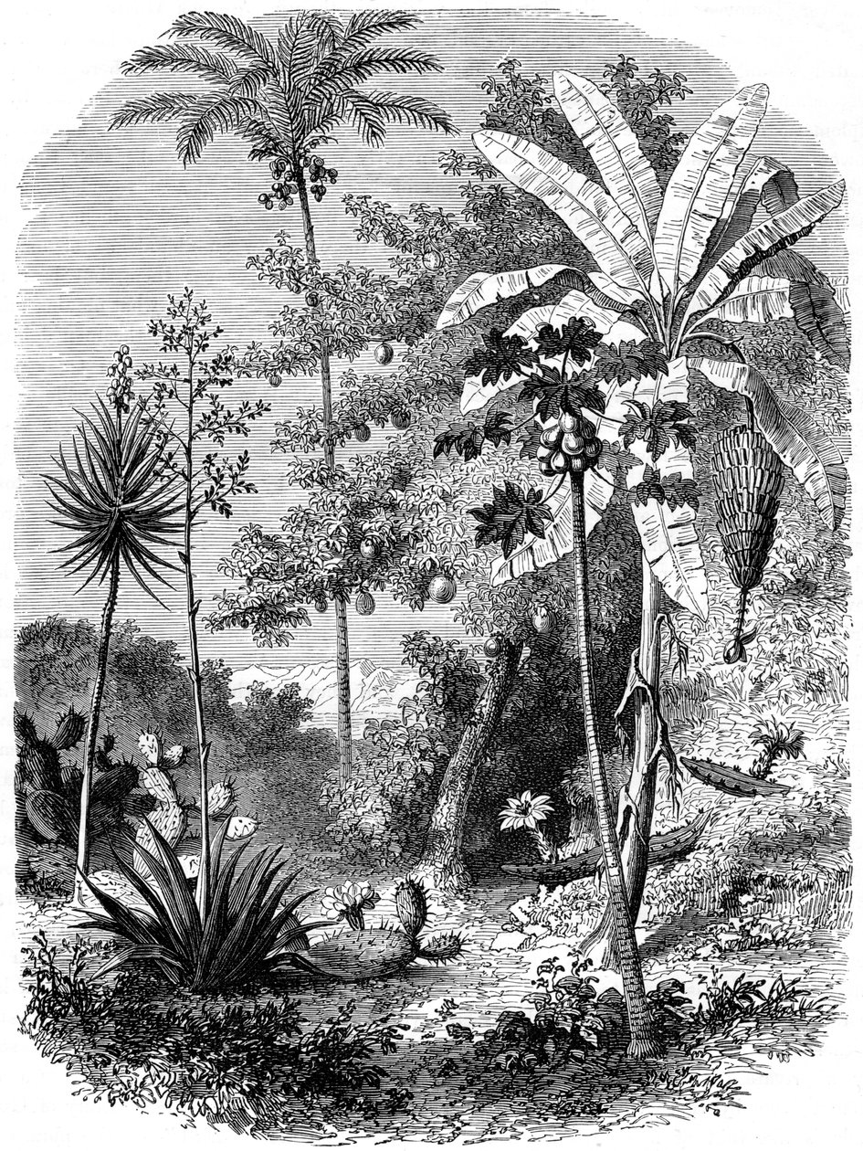 Näkymä Espanjan pääjoelle, Guatemala, 1877 tekijältä Unbekannt