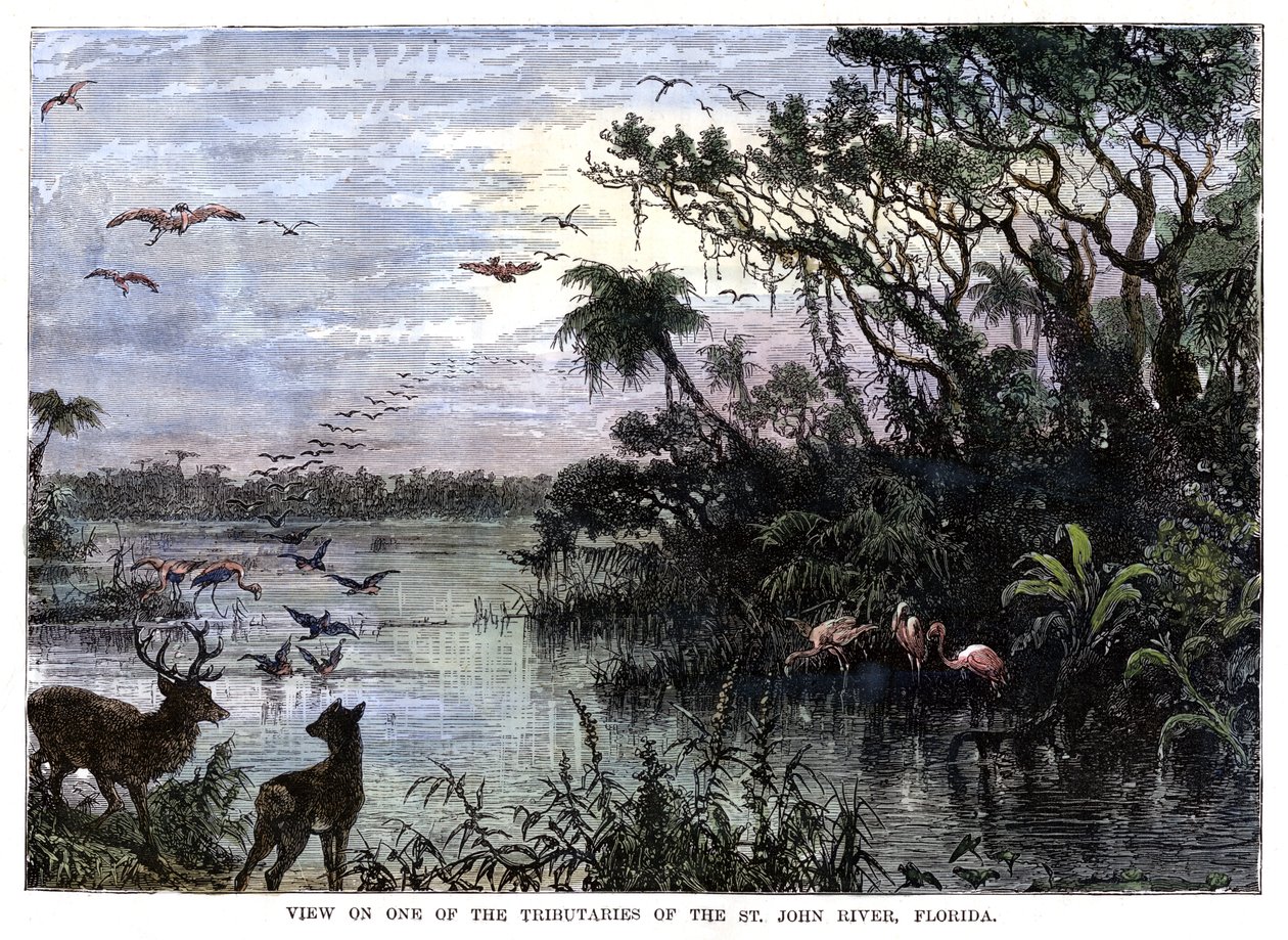 Näkymä yhdelle St John -joen sivujoista, Floridasta, 1800-luku tekijältä Unbekannt