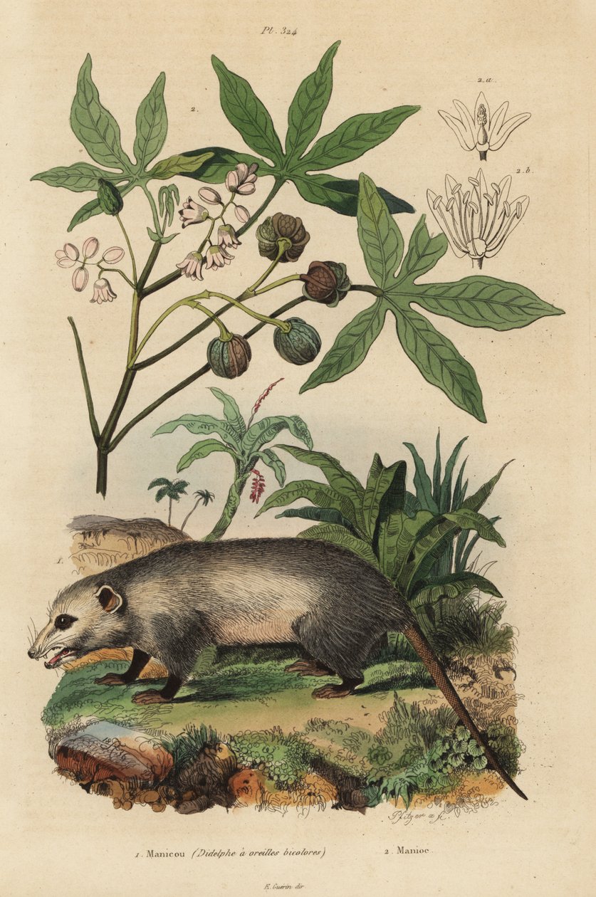 Virginia opossum, Didelphis virginiana 1 ja maniokki tai yuca, Manihot esculenta 2 tekijältä Unbekannt