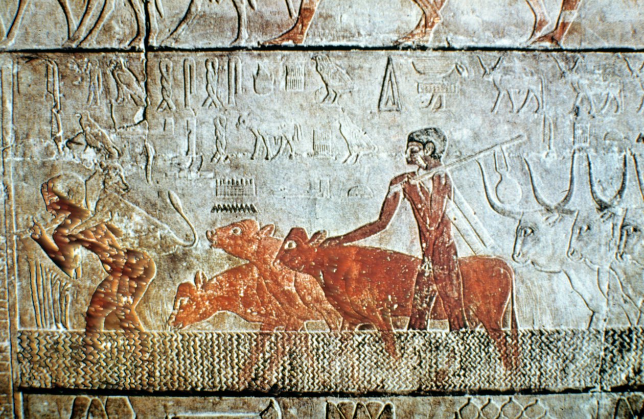 Kävelevä karja kanavan poikki, seinän kohokuvio, Saqqara, Egypti tekijältä Unbekannt